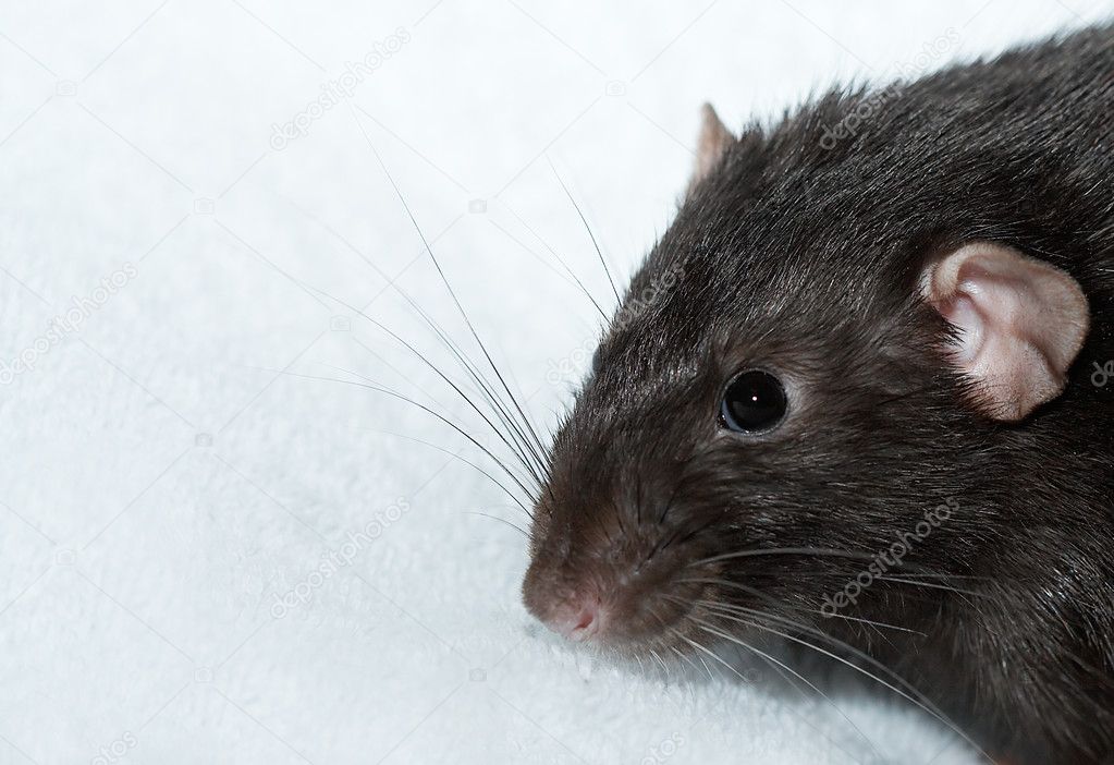 download blek rat download blek rat