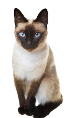 Siamese cat clipart