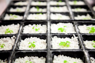 Arabidopsis