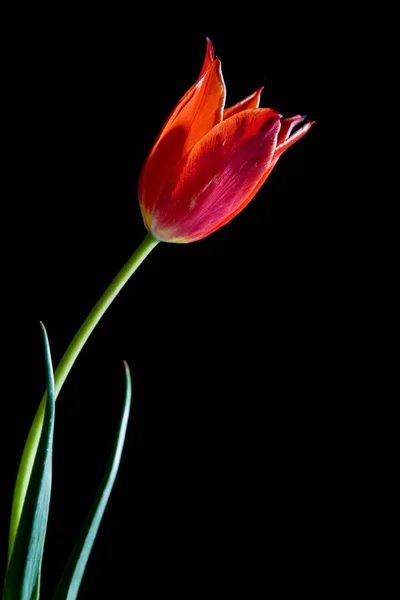 Piros tulipán — Stock Fotó
