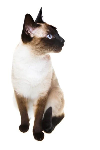 Gato siamês — Fotografia de Stock