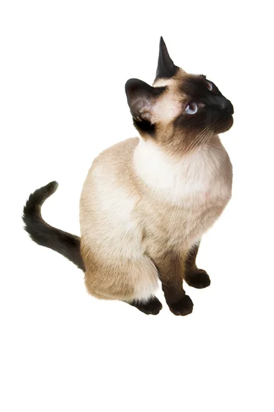 Siamská kočka — Stock fotografie
