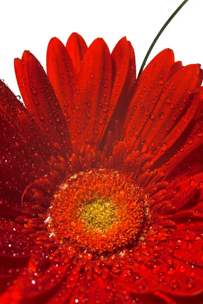 Λουλούδι κόκκινο gerber — Φωτογραφία Αρχείου