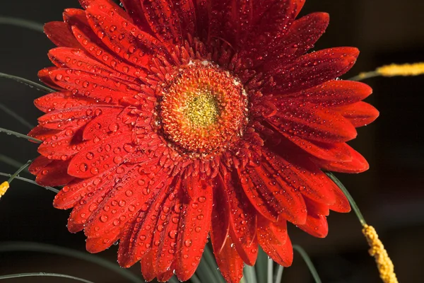 赤いガーバー花 — ストック写真