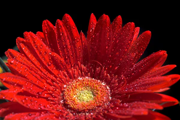 赤いガーバー花 — ストック写真