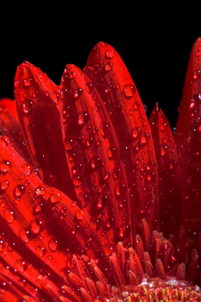 Flor de gerber vermelha — Fotografia de Stock