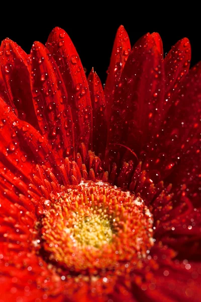 빨간 거 버 꽃 — 스톡 사진