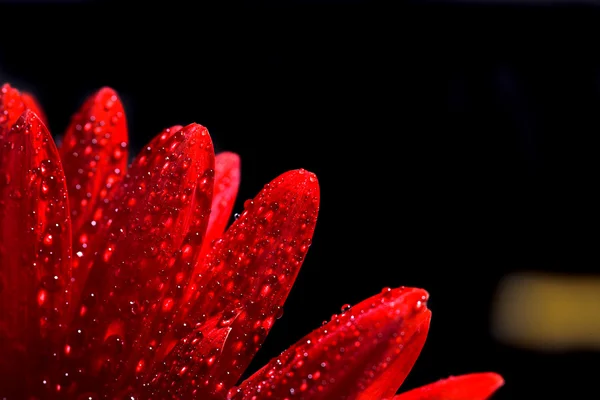 Röd gerber blomma — Stockfoto