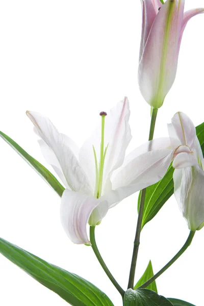 stock image White lily