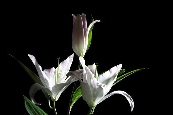 stock image White lily