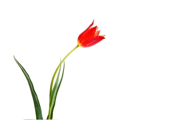 Tulipano rosso Immagine Stock