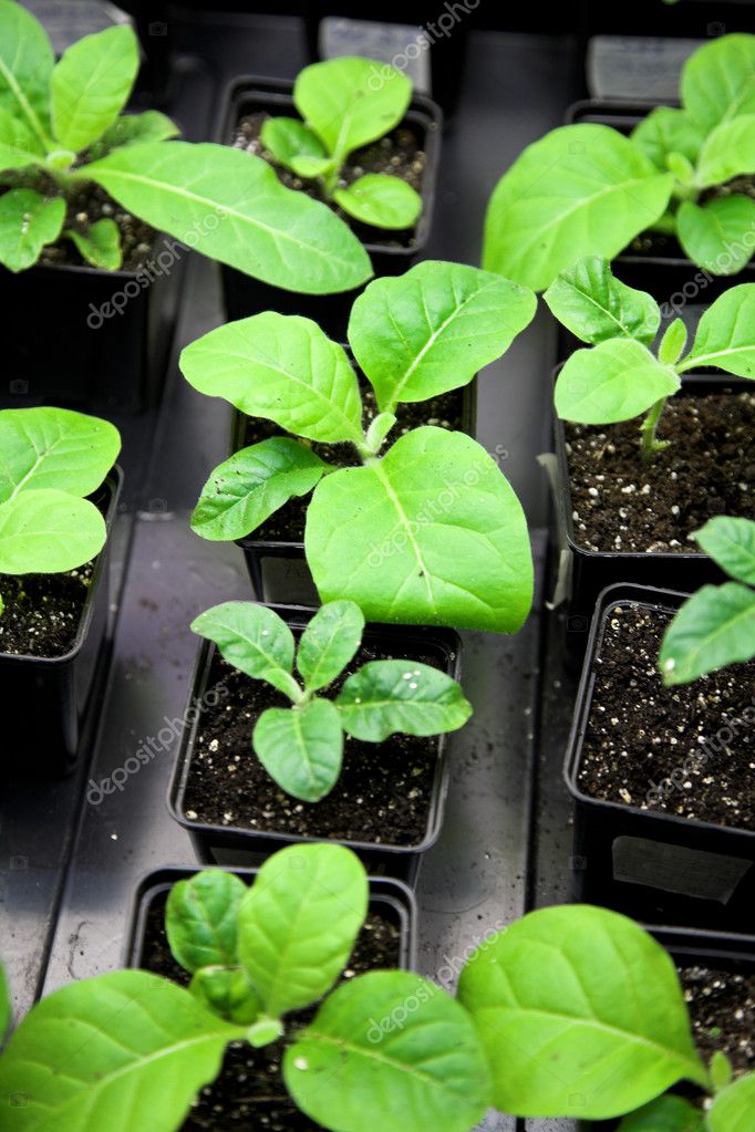 Tobacco plant Stock Photo by ©kovalvs 1199265