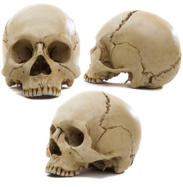 Craniums clipart