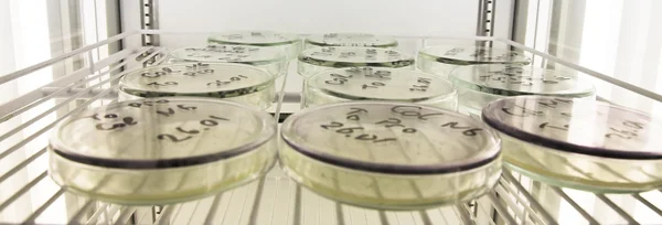 Mikrobiológia tudomány — Stock Fotó