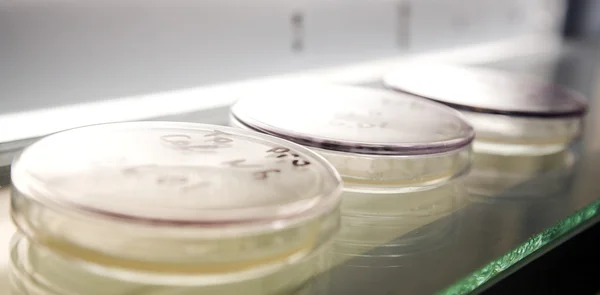 Mikrobiyoloji bilim — Stok fotoğraf