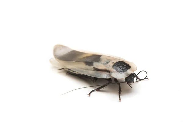 American cockroach — стокове фото