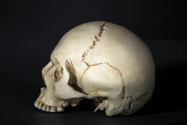 Cráneo — Foto de Stock
