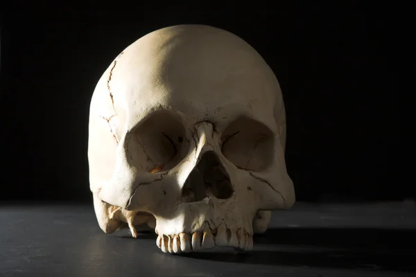 Cráneo — Foto de Stock