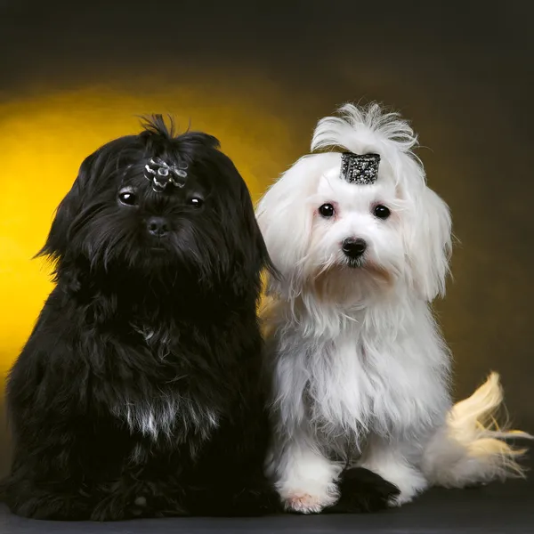 Cani di piccola taglia — Foto Stock