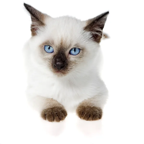 Siamesiska kattunge — Stockfoto