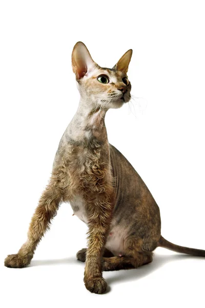 Oryantal kedi — Stok fotoğraf