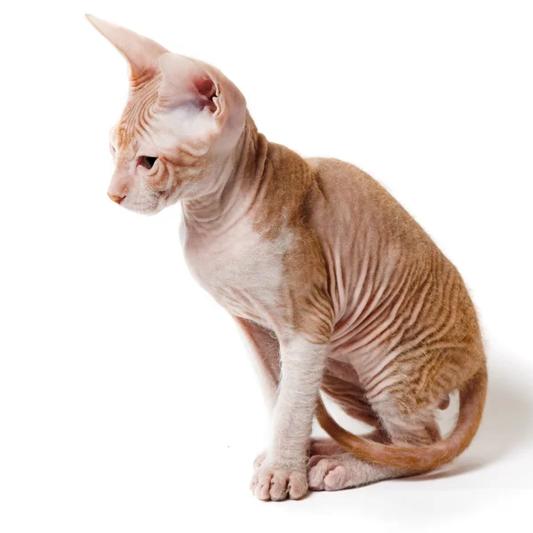 Oryantal yavru kedi — Stok fotoğraf