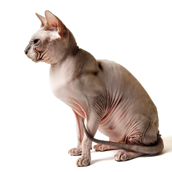 Восточная кошка — стоковое фото