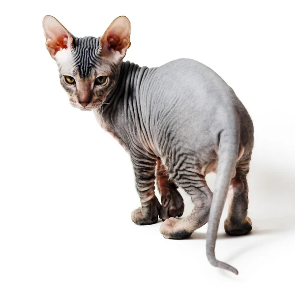 Orientaliska kattunge — Stockfoto