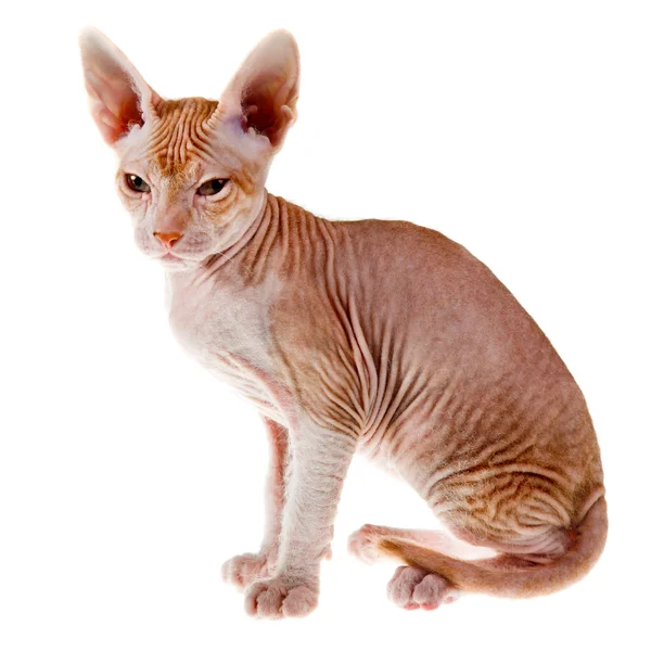 Orientalne kotek — Zdjęcie stockowe