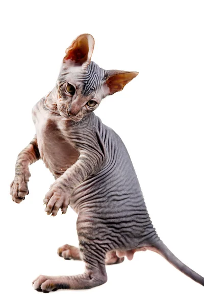 東洋の子猫 — ストック写真
