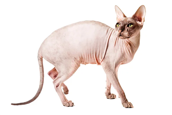 Oryantal kedi — Stok fotoğraf