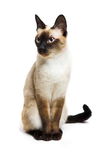 Siamese katt — Stockfoto