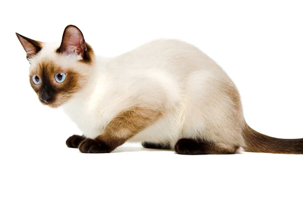 Siamese katt — Stockfoto