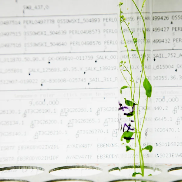 Arabidopsis bitkiler — Stok fotoğraf