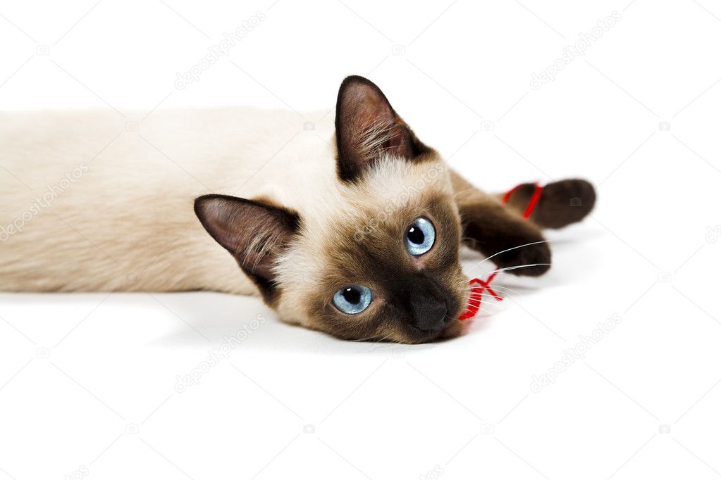 siamese cat |圖庫照片08vasiliy koval#2689950