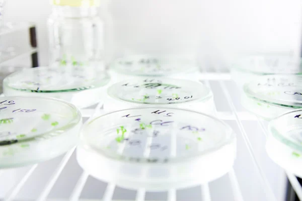 Mikrobiologie vědy — Stock fotografie