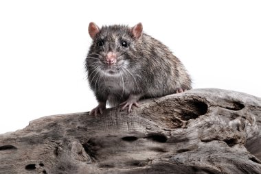 Rat clipart