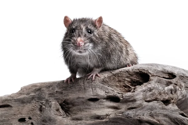 stock image Rat