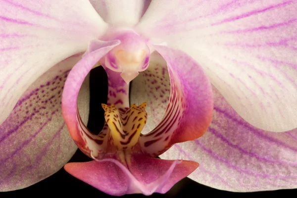 stock image Orchid