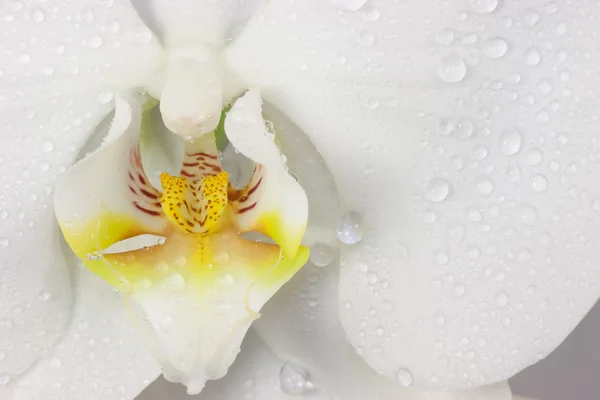 stock image White orchid