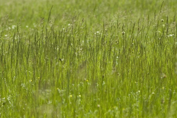 stock image Green grass