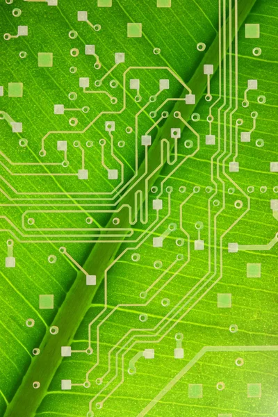 Leaf circuit structure — Stock Photo, Image