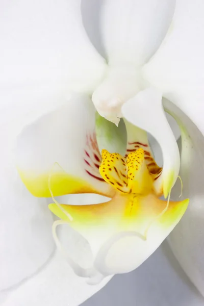 Vit orkidé Stockbild
