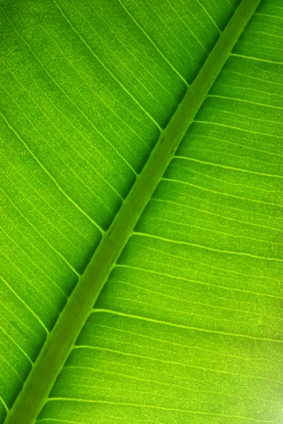 Stock image Leaf structure