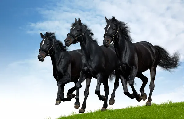 Zwarte paarden — Stockfoto