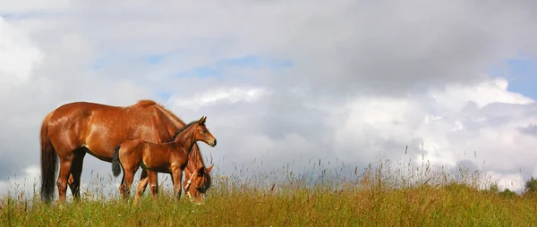 Égua e potro em um campo - pho realista — Fotografia de Stock