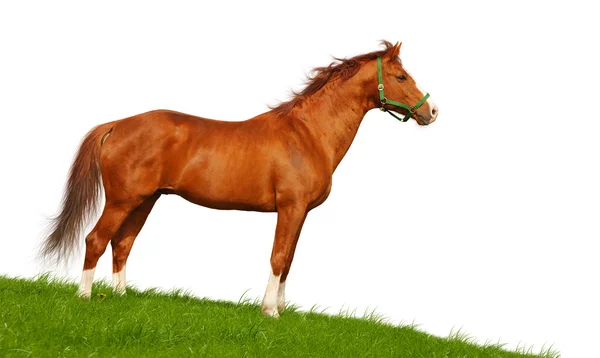 Ryzákängssyra häst — Stock fotografie