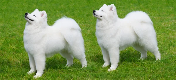 Två samojed hundar — Stockfoto