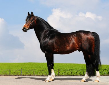 Trakehner stallion clipart