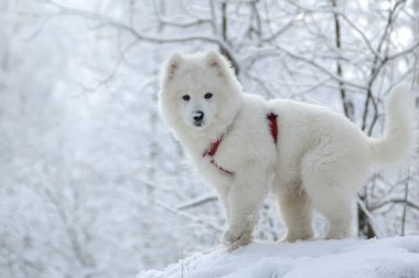 Samoyed dog clipart